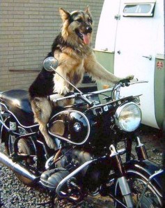 animaux et la moto