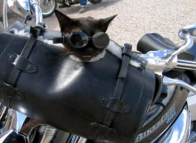 Cat_on_Bike