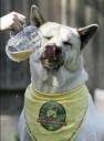 biere_chien.jpg